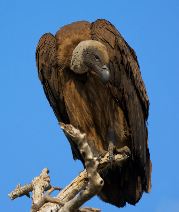  White backed vulture in Chobe 