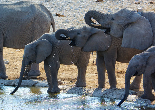 Dorstige olifanten in Etosha 