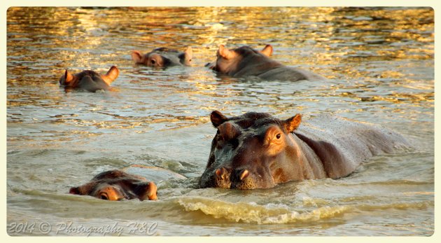 hippo play pool