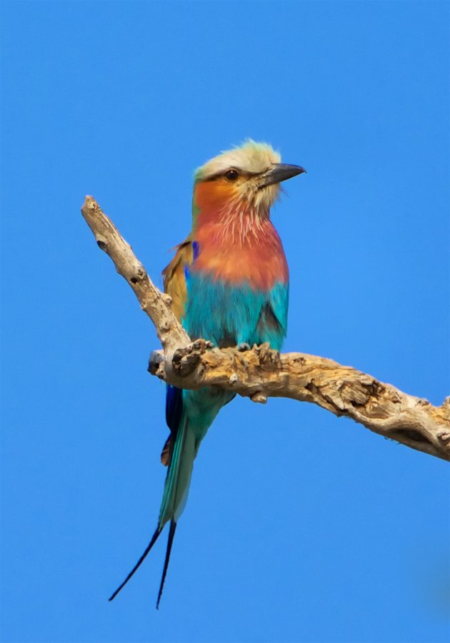 Lilac-breasted roller in ChobeNP