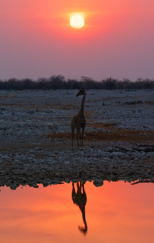 Zonsondergang met een Giraffe bij een waterhole in Etosha.