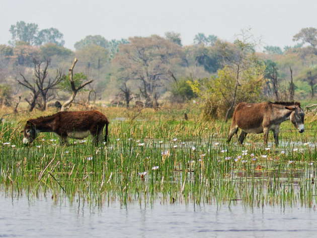 Ezels en lelies in Okavangodelta