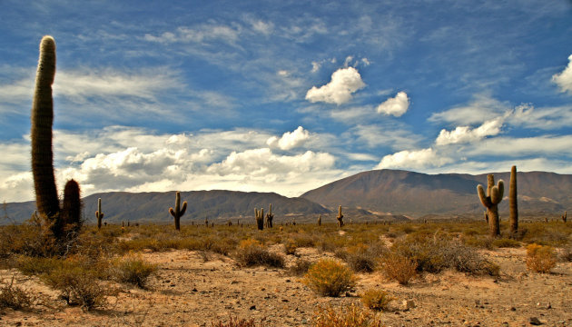 Een gebied vol met cactussen 