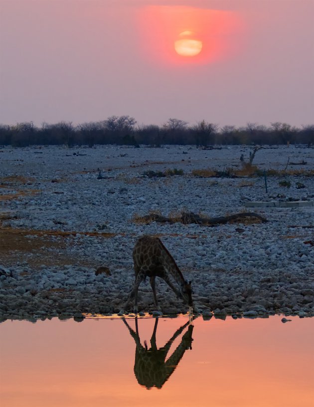 Zonsondergang met een drinkende Giraffe