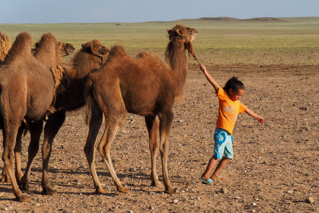 Tijd om de kamelen te melken