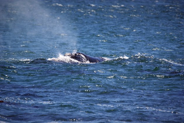 Einde walvissen seizoen