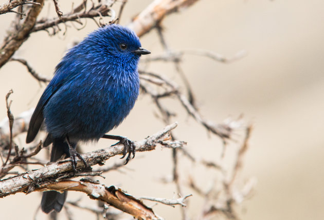 Blauw vogeltje in El Cajas NP