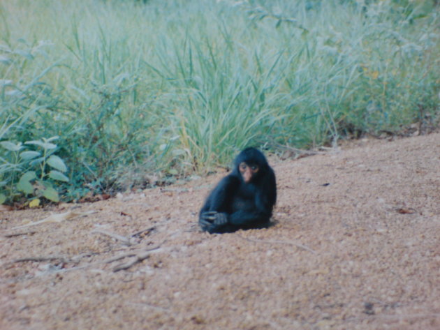 2001-2002 Zwarte Spinaap op Tonka-eiland.