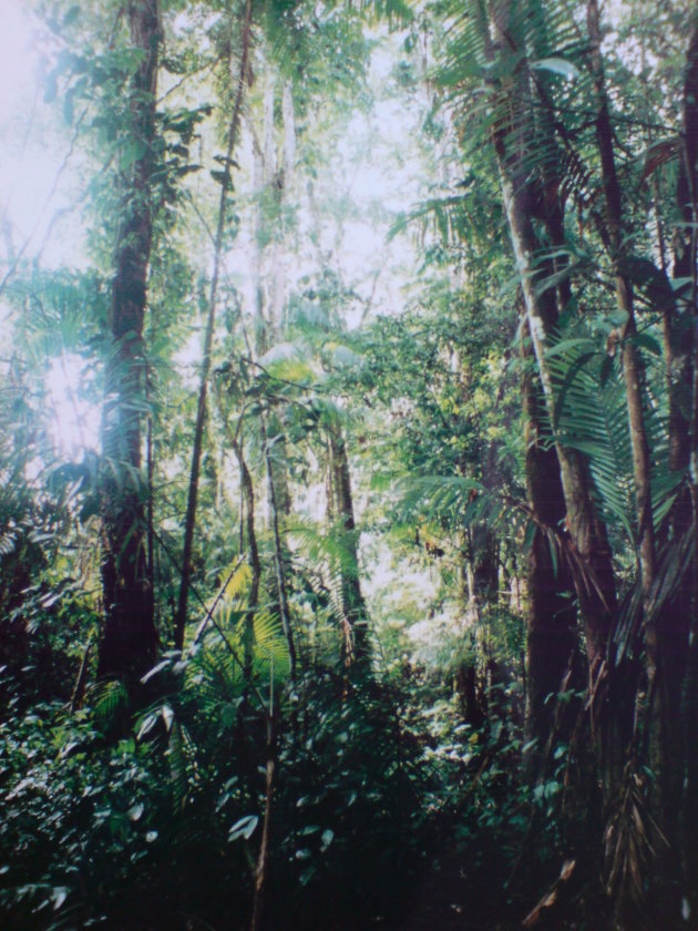 2001-2002 Jungle in Raleighvallen Natuurreservaat.