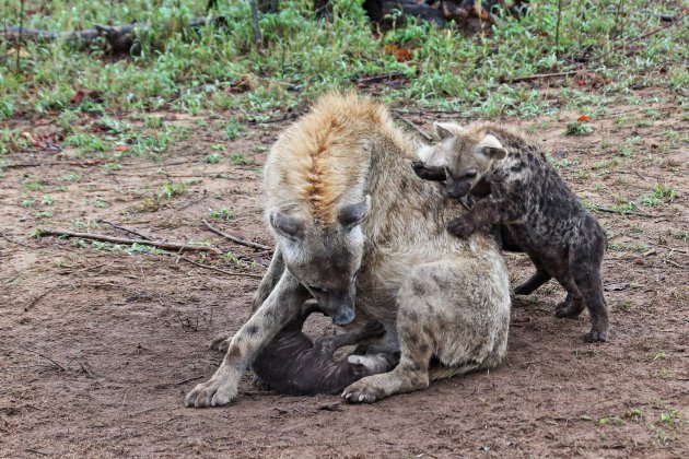 Baby hyenas