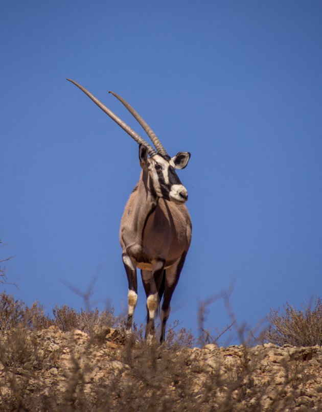 Oryx op de uitkijk