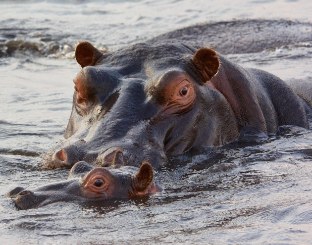 Hippo moeder met baby 