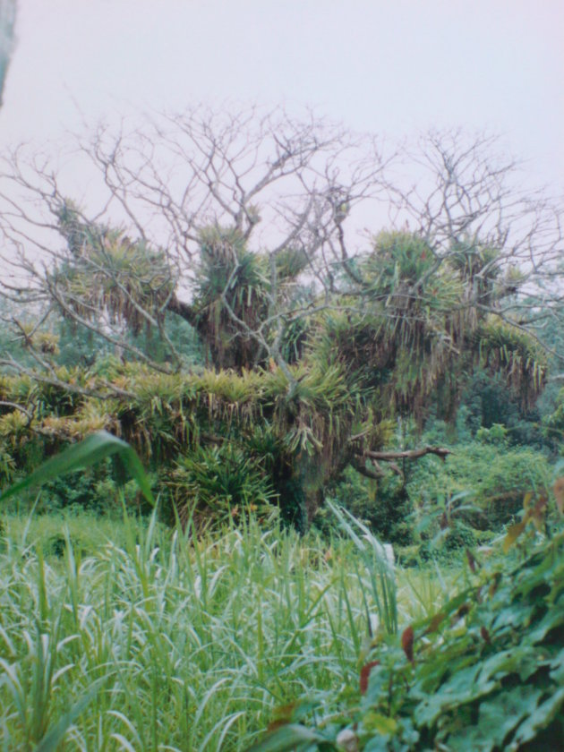 2001-2002 Plantage Alliance, the sunshine plantation.
