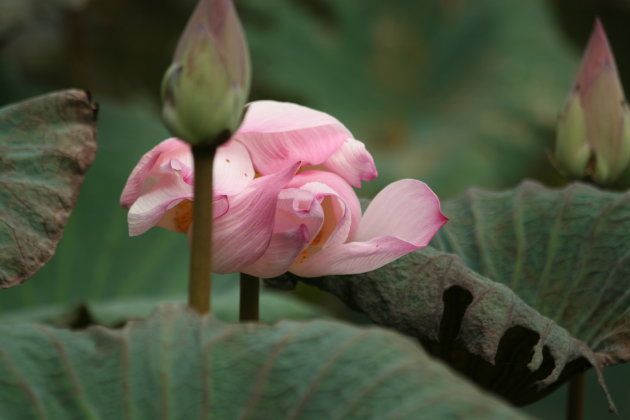 Lotus bloem 