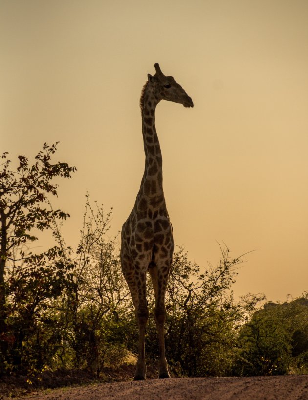 Giraffe bij zonsopkomst