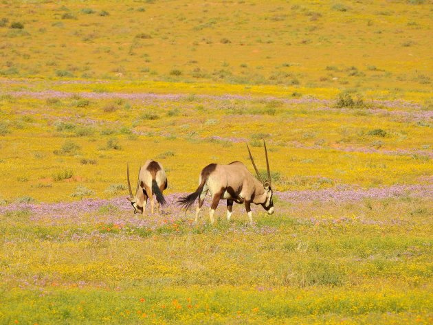 Oryxen in bloeiende woestijn in Goegap. 