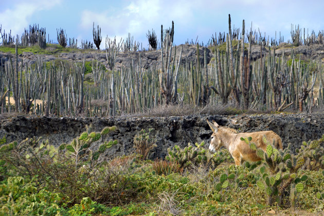 Eenzame ezel op Bonaire