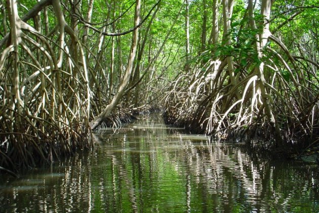 Mangrove avontuur