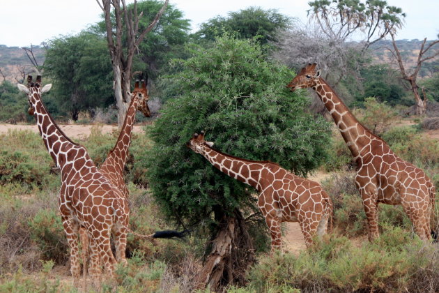 de netgiraffe in het Samburu National reserve