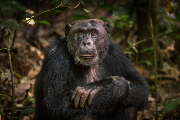 In het spoor van de chimps