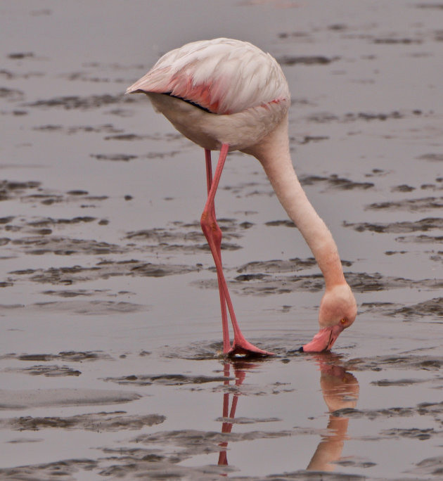 Flamingo in Walvisbaai