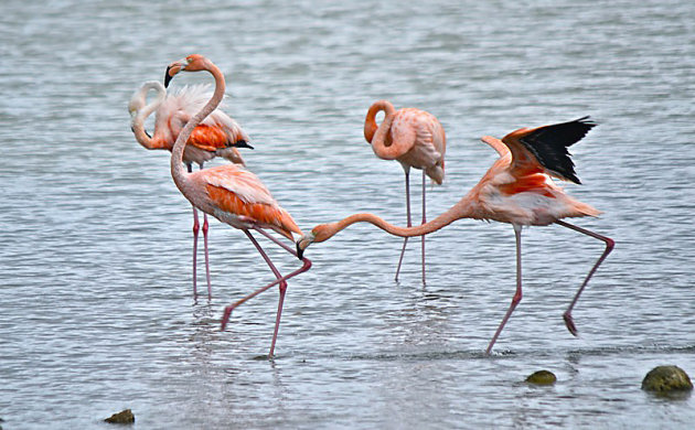 Flamingo's op Bonaire spelen tikkertje!