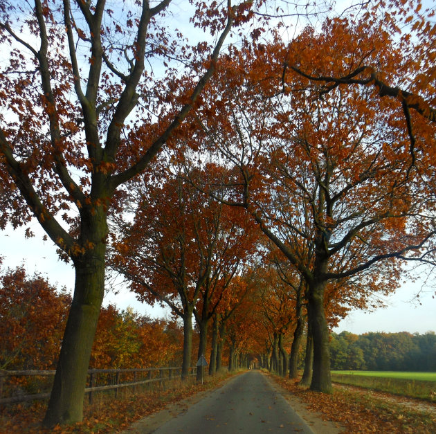 leafy road