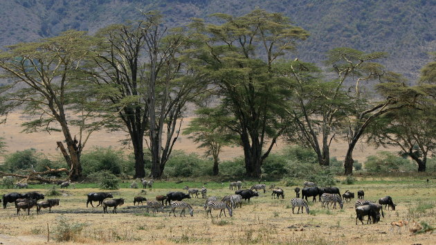op de bodem van de Ngorongorokrater (1)