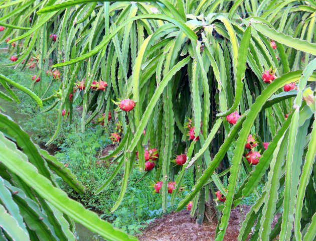 Drakenfruit plant