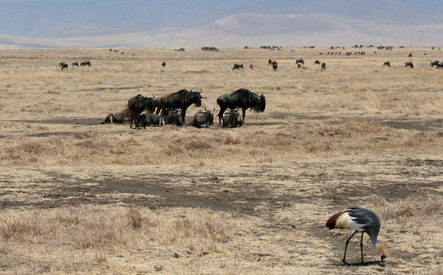 op de bodem van de Ngorongorokrater (2)