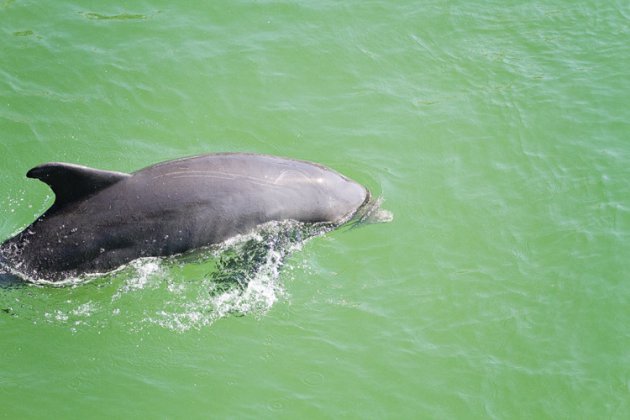 Dolfijn in Florida