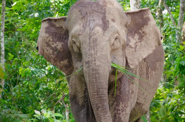 Close encounter met de pygmee olifant
