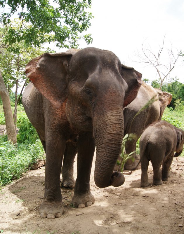 Met de kinderen naar Elephants world