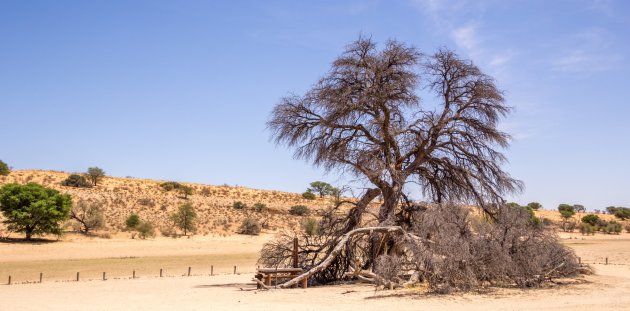 Betoverend landschap van de Kalahari