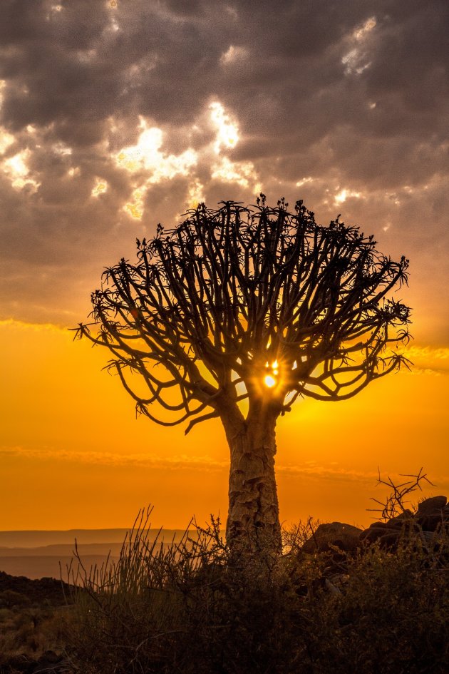 Kokerbomen in Namibië 