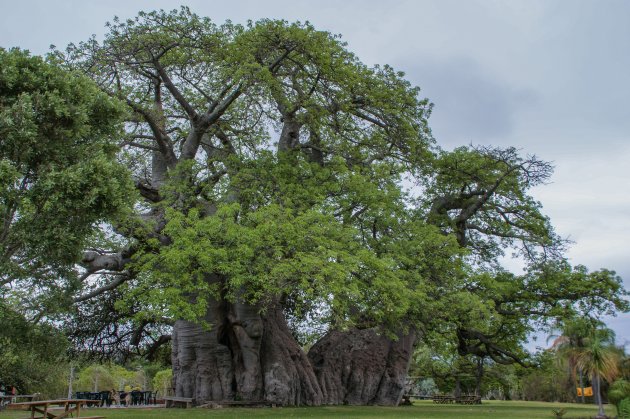 Baobab boom bar bij Modjadjiskloof