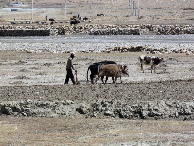 Tibetaanse landbouw 