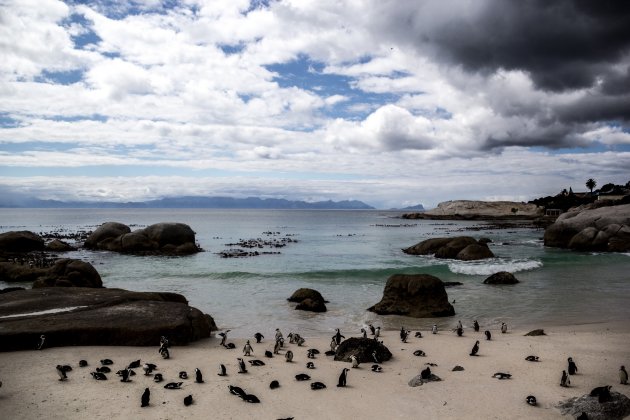 Boulders beach meer dan pinguïns 