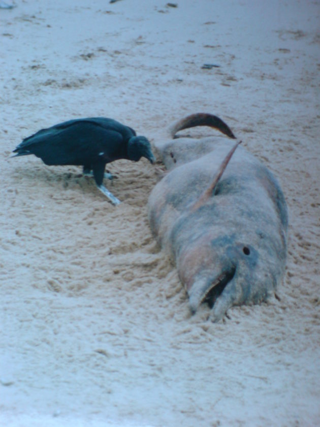 2001-2002 Dolfijn wordt opgegeten.