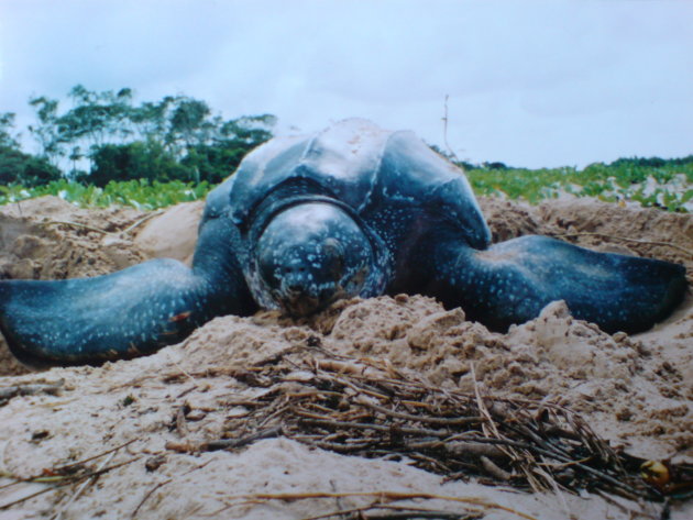 2001-2002 Lederschildpad legt eieren.