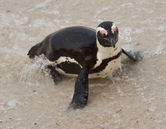Buikschuivende Pinguïn
