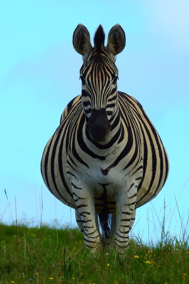 Zwangere zebra in trance. 