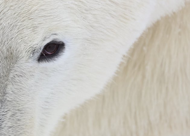 The eye of the polar bear