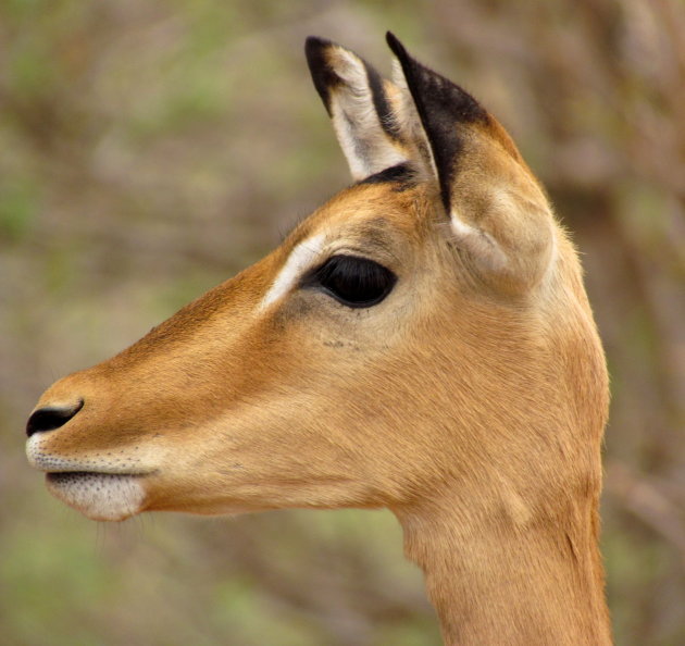 impala en-profil