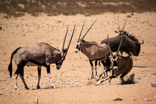 vechtende oryxen