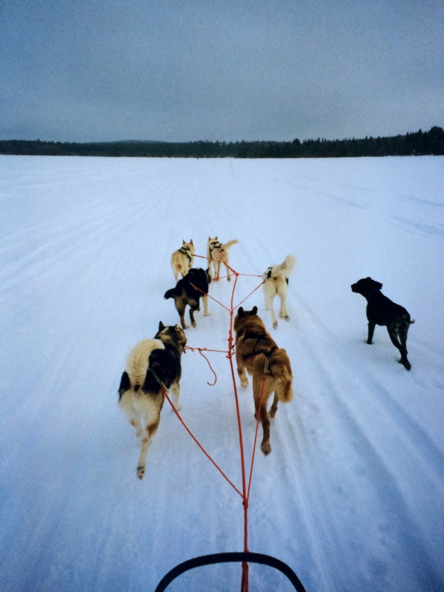 Husky tocht door Lapland