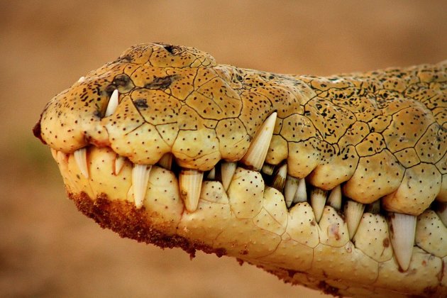 Killer Teeth op de Rufiji-Rivier