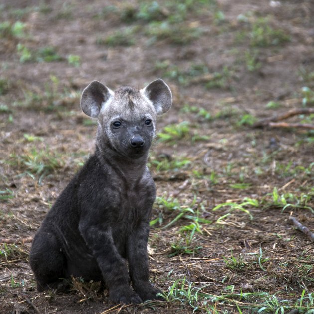 Kleine hyena