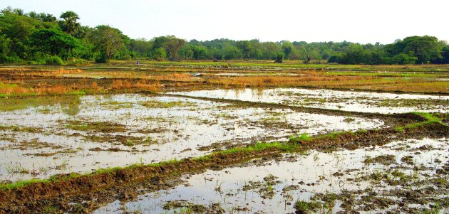 rijstvelden en landschappen