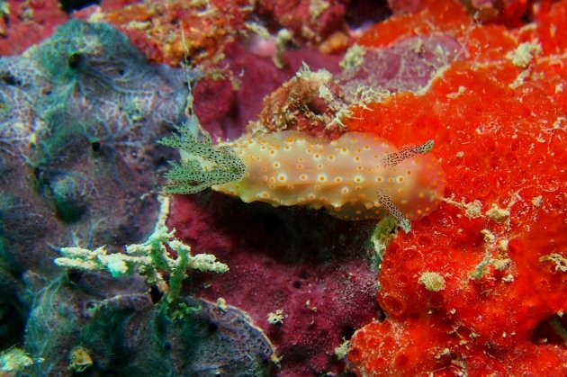 Halgerda batangas nudibranch